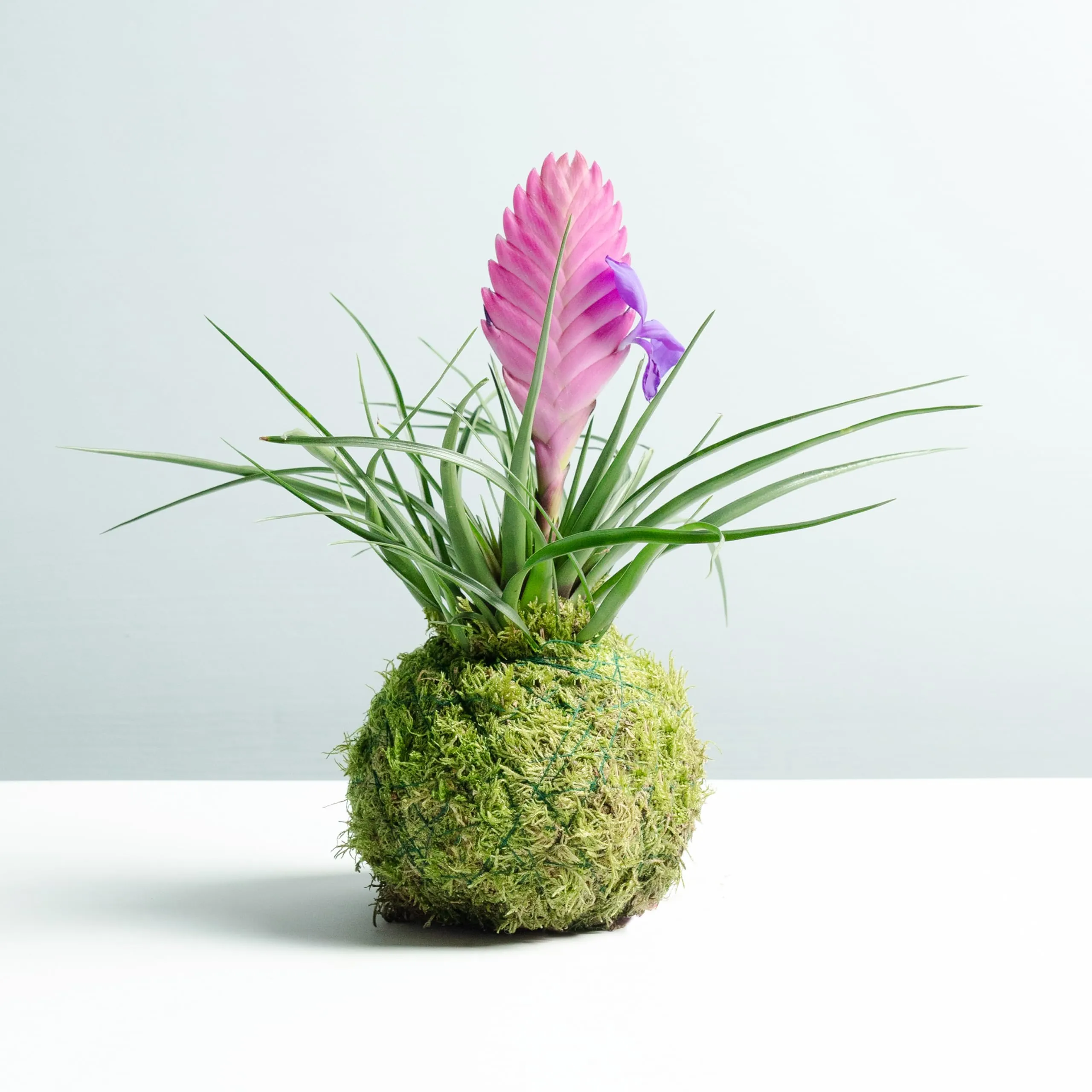 Tillandsia pink kokedama