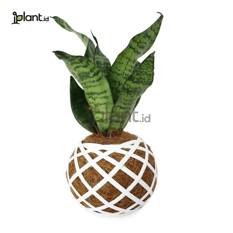 Sansevieria kokedama dengan balutan putih