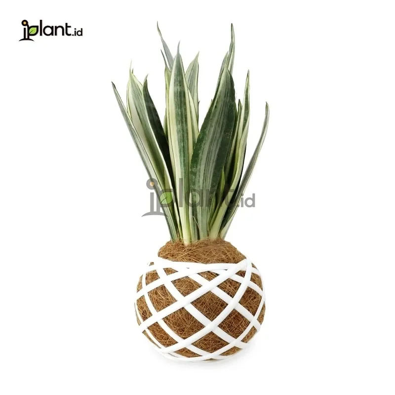 Sansevieria kokedama klasik